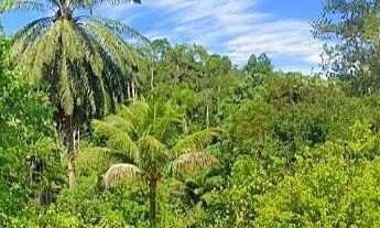 Imagem 3: CARNAVAL DISPONIVEL