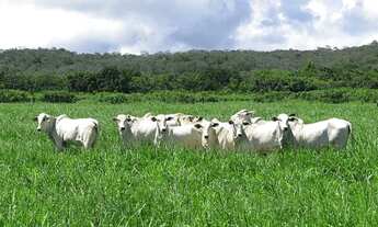 Imagem 2: Fazenda na Bahia