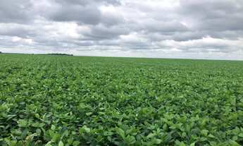 Imagem 6: Fazenda de 39.000 hectares Próxima a Confresa MT