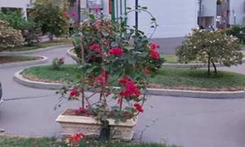 Imagem 3: OPORTUNIDADE ! Apartamento para venda tem 95 metros quadrados com 3 quartos