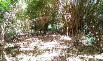 Imagem 4: Área rural com 10 hectares, plano, frente para Pi-112, a 20 km de Teresina!