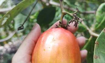 Imagem 4: Lote no ramal do janauari 50x60