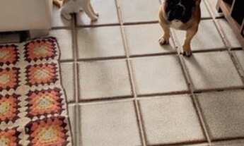 Imagem 5: Aluguel de quarto/ dividir apartamento