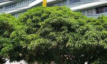 Imagem 7: Casa no Umarizal - Belém - PA