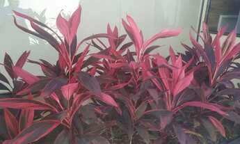 Imagem 5: Casa de 3 quartos a 1 quadra da praia