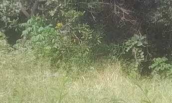 Imagem 2: Terreno com Área Verde em Local Tranquilo