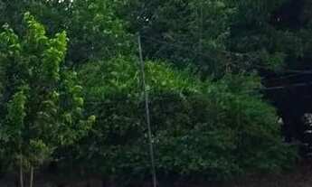 Imagem 2: Lindo Sítio (dois lotes unidos) com 136,5 hectares de área total na Félix Pinto