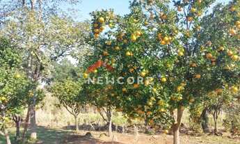 Imagem 7: Chácara em Rs 020 - Recosta - São Francisco de Paula/RS