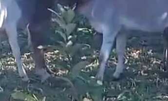 Imagem 6: Sitio 50.000 M²...25 minutos Major Prates/Permuta por imóvel Urbano!!