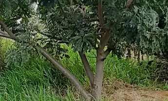 Imagem 3: Vendo lote localizado no café sem troco df