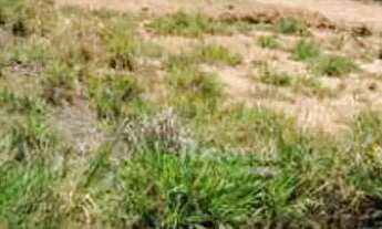 Imagem: TERRENO EM BADY BASSIT SÓ 70MIL