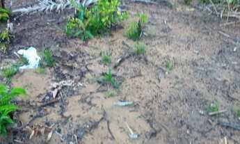 Imagem 3: Vendo terreno em paricatuba