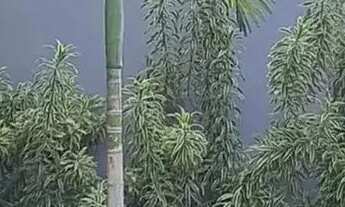 Imagem 2: Lote de Terreno em Pendotiba Natureza, Sossego e Documentação OK