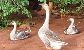 Imagem 4: Chacara Chácara com aluguel por R$220.000 /mês