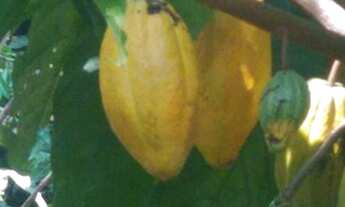 Imagem: Chácara tudo pronto. E só mudar