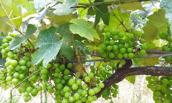 Imagem 4: Viamão - Sítio - Águas Claras