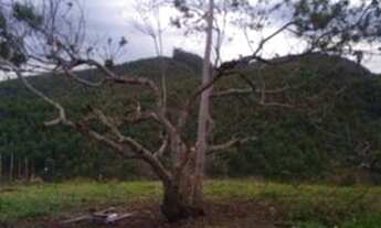 Imagem 2: Terreno Terreno / lote com venda por R$80.000