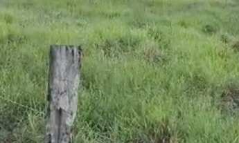 Imagem 7: Vendo uma excelente chácara de 20milm2