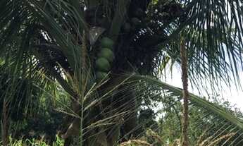 Imagem 6: Terra em Colinas do Sul Go