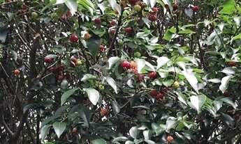 Imagem 5: Viamão - Casa Padrão - Cantegril