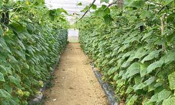 Imagem 2: SÃO MIGUEL ARCANJO - Chácara - Zona Rural