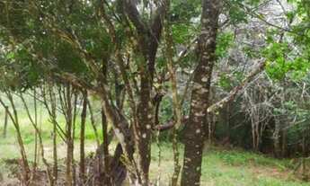 Imagem: Terreno em laranjal Paulo lopes