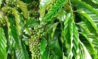 Imagem 3: Terra com 17mil pés de café