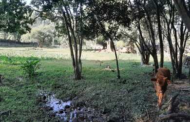 Imagem 6: Sitio - São Francisco de Paula / RS