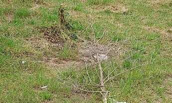 Imagem 2: Lote Portal da Serra