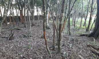 Imagem 7: Sitio - São Francisco de Paula / RS