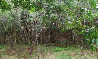 Imagem 3: Terreno em laranjal Paulo lopes