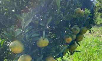 Imagem 4: SÃO MIGUEL ARCANJO - Chácara - Zona Rural