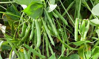 Imagem 7: SÃO MIGUEL ARCANJO - Chácara - Zona Rural