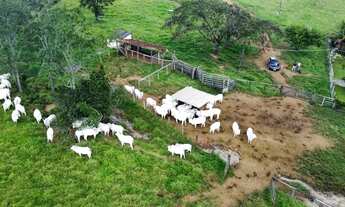 Imagem 3: Fazenda/Sítio/Chácara 7 alqueires,2 em caldas novas toda formada, planta tudo