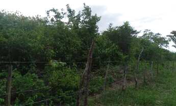 Imagem 7: Lote / terreno em mojó paço do Lumiar