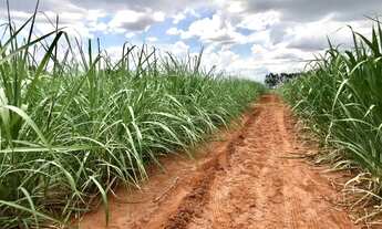 Imagem: 96 cana Reg Fernandopolis