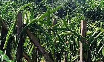 Imagem: Sítio no Rio pardo.Presidente Figueiredo