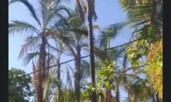 Imagem 7: A&M IMOVEIS VENDE FAZENDA COM 277HECTARES EM NIQUELANDIA