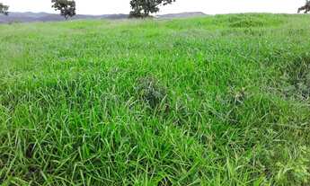 Imagem: Fazenda de 250 alqueires cocalzinho-go