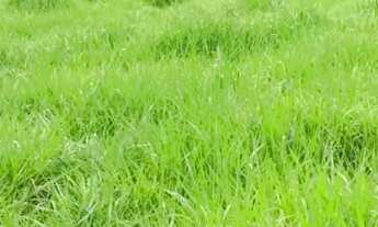 Imagem 2: Chácara Chácara com venda por R$150.000