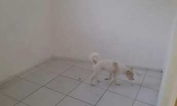 Imagem 3: Apartamento para alugar no presidente medici func 4