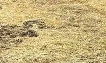 Imagem 2: Terreno à venda, 1000 m² por R$ 145.000,00 - Cocuera - Mogi das Cruzes/SP