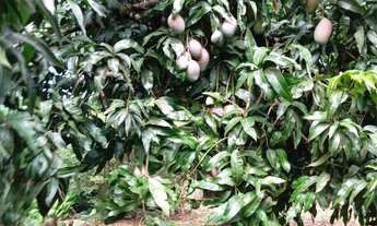 Imagem: Sítio Canta Galo