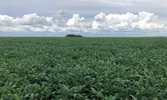 Imagem 2: Fazenda de 39.000 hectares Próxima a Confresa MT