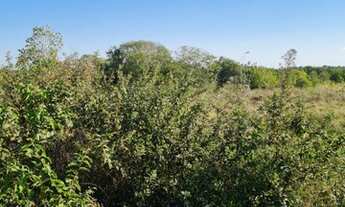 Imagem 7: Chácara 2,5 há, com Rio - 19 km - Terenos - MS 900 metros da BR 262