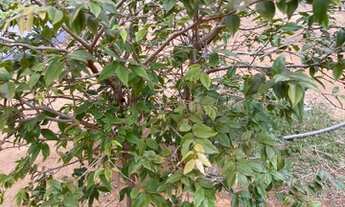 Imagem 5: Vende-se chácara em Leopoldo de bilhões