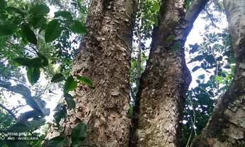 Imagem 5: Área rural com 10 hectares, plano, frente para Pi-112, a 20 km de Teresina!