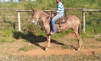 Imagem 6: Fazenda 39 alqueires entre Santo Antônio de Posse e Itapira VENDA OU ARRENDAMENTO