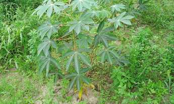 Imagem 4: Sítio no povoado Cabral em Salgado