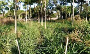 Imagem 4: Chacrinhas Rajadinha 2